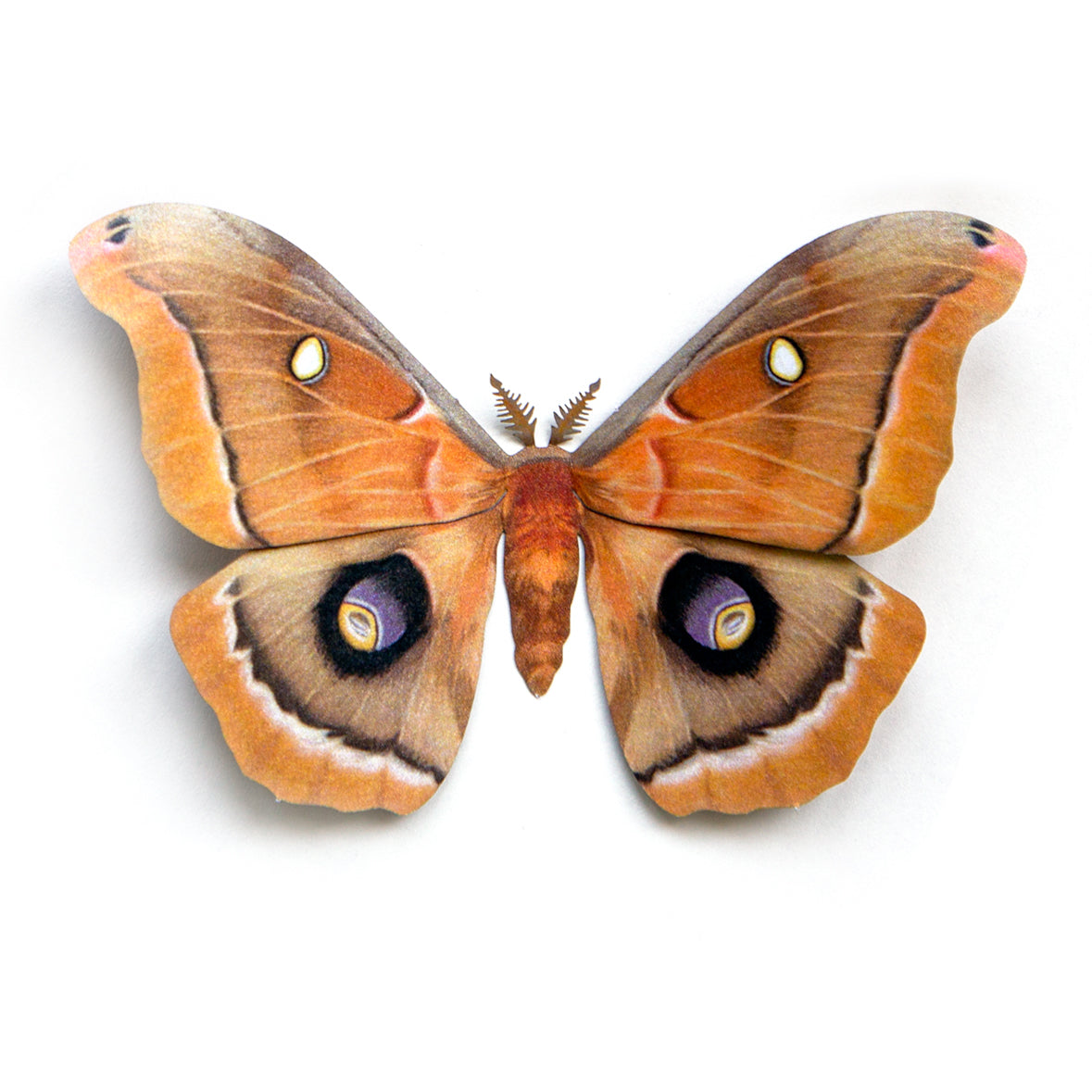 'Polyphemus' moth
