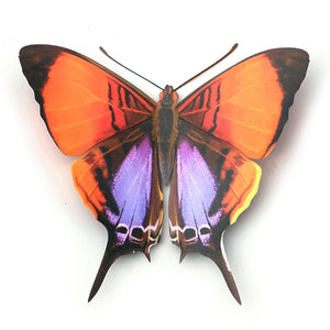 'Purple-stained Daggerwing' Butterfly