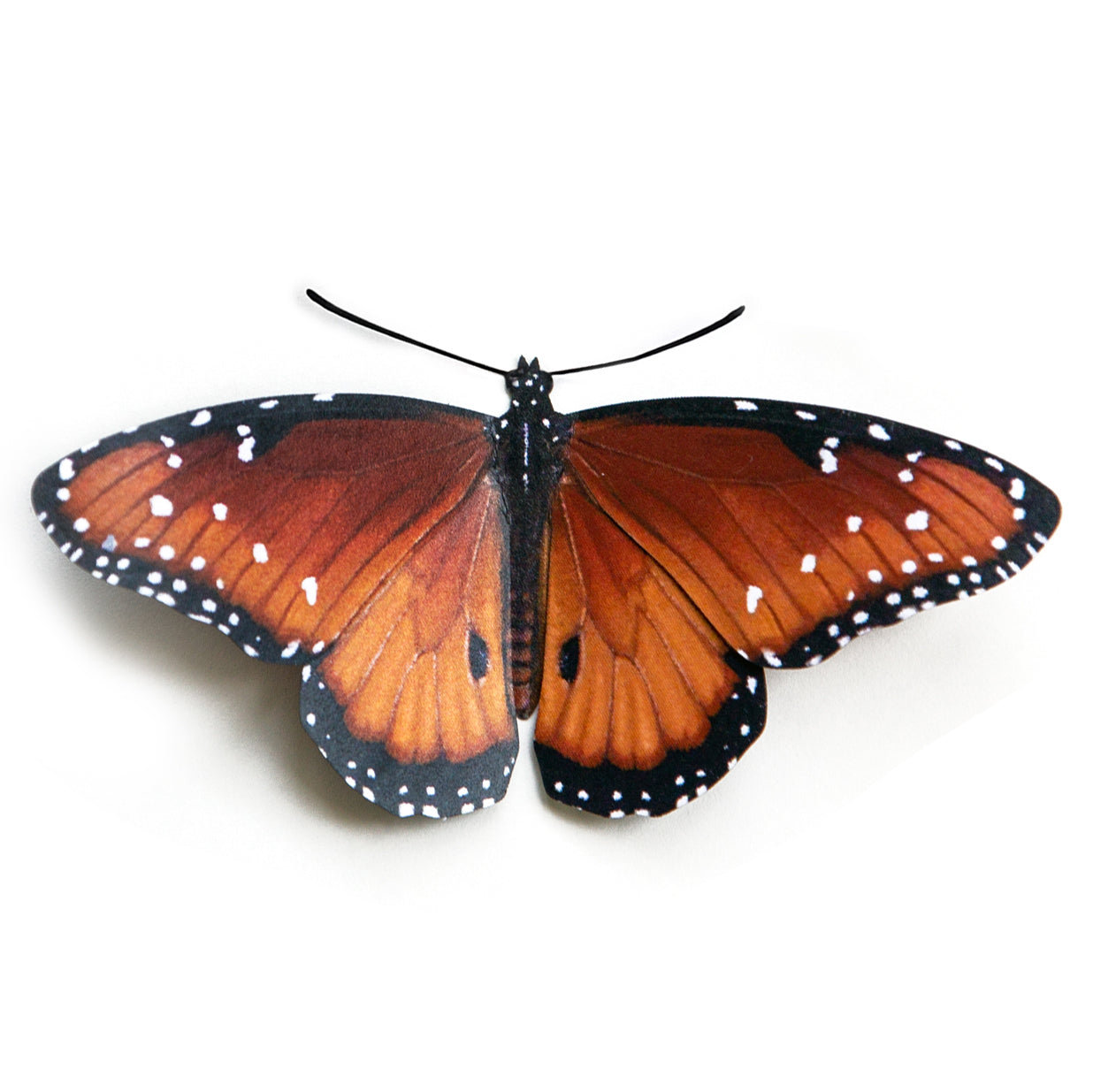 'Queen' Butterfly