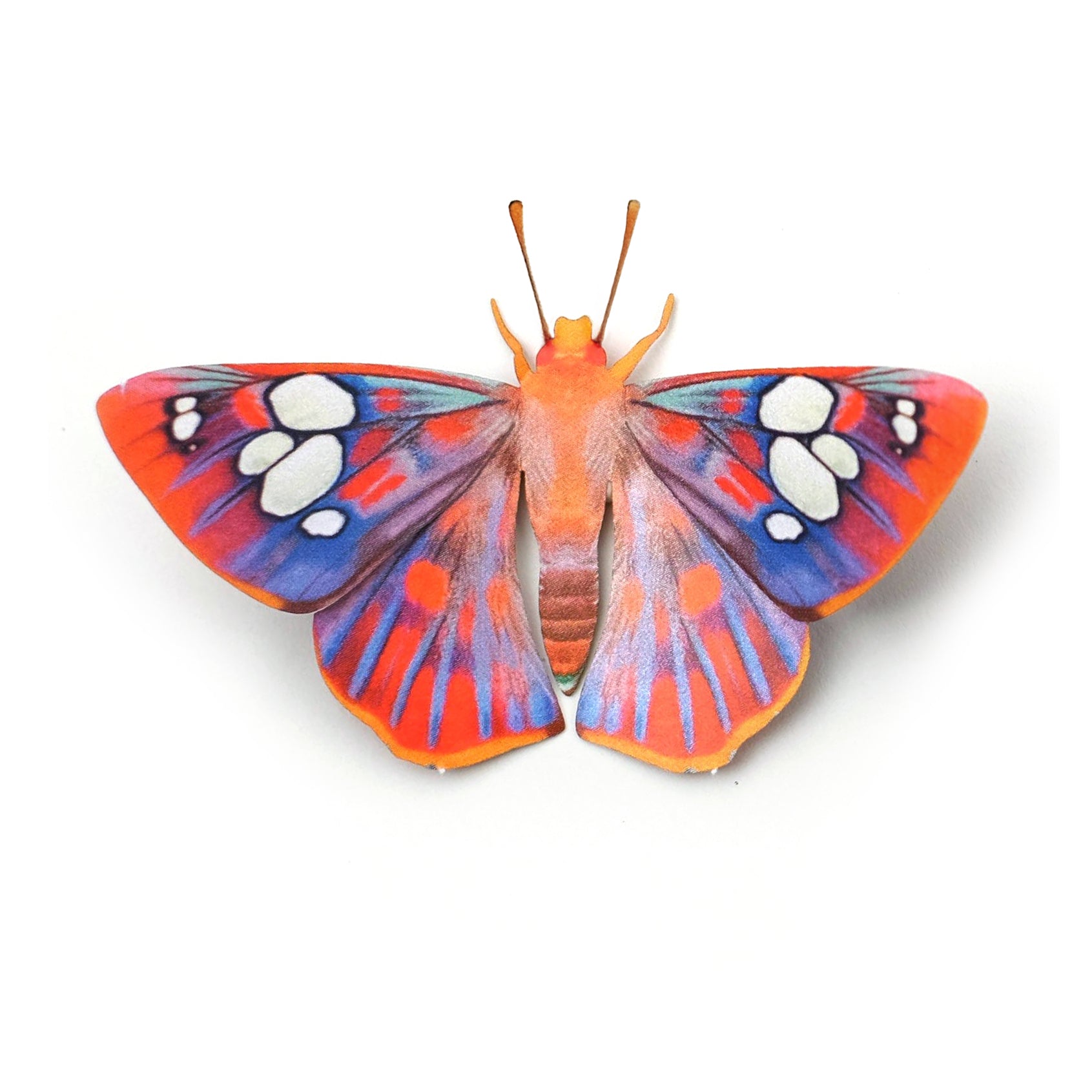 'Rare Red-Eyed Flat' Butterfly