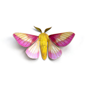 'Rosy Maple' Moth