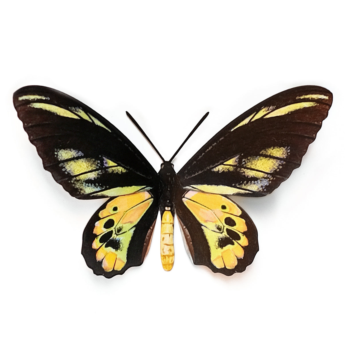 'Rothschild Birdwing' Butterfly