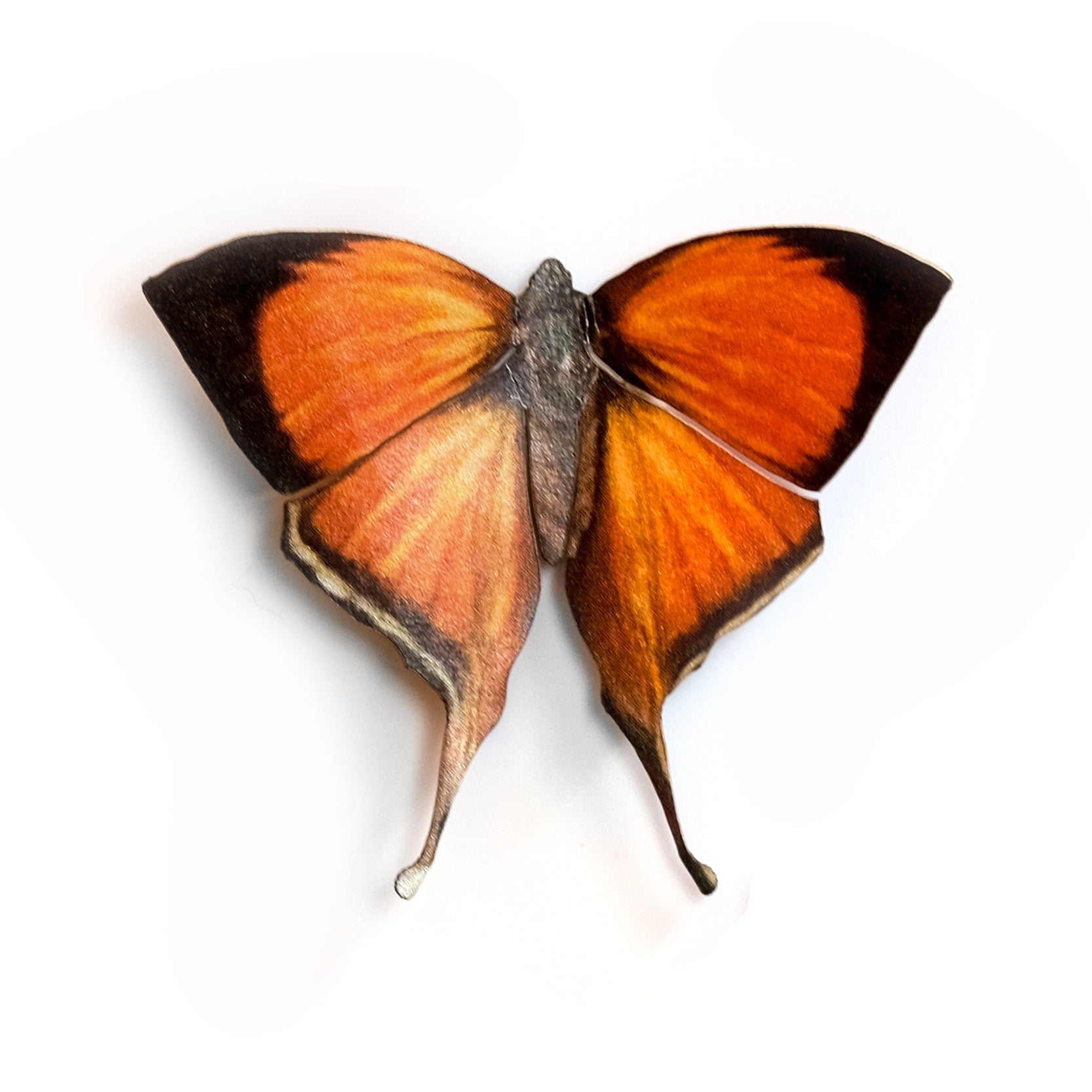 'Sahyadri Yamfly' Butterfly