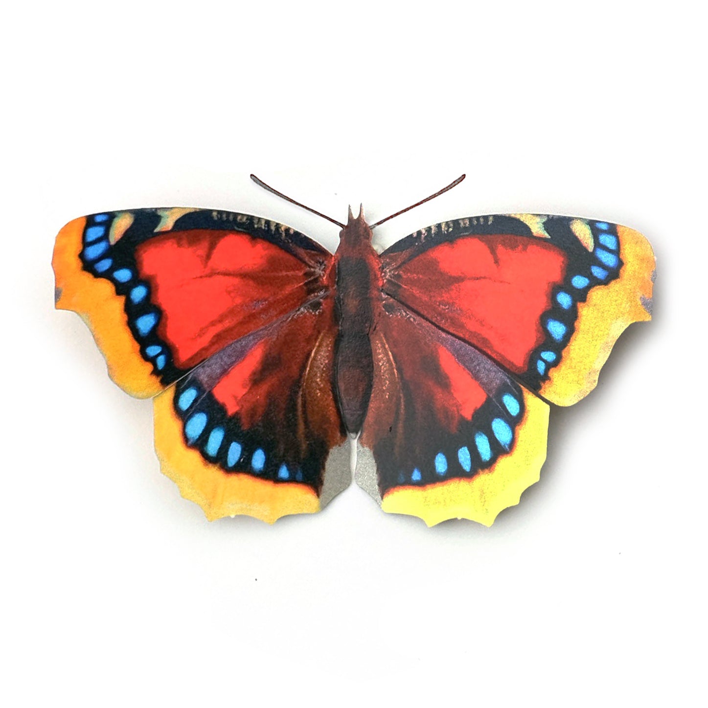 'Scarlet Mourning-Cloak' Butterfly