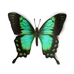 'Sea Green Swallowtail' Butterfly