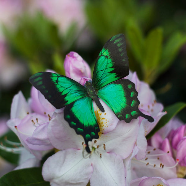Paper Butterfly 6-Piece Set 'Emerald' - Moth & Myth