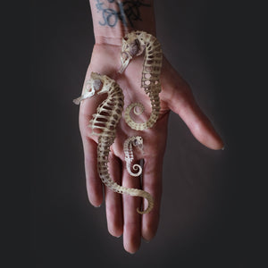 'Seafoam' Seahorse Skeleton Set