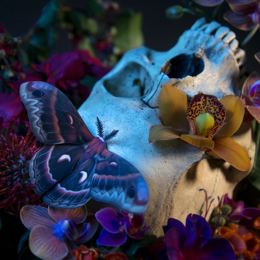 ‘Autumn’ Cecropia Moth Set