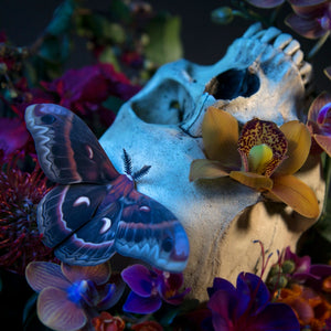 ‘Autumn’ Cecropia Moth Set Artist Wholesale