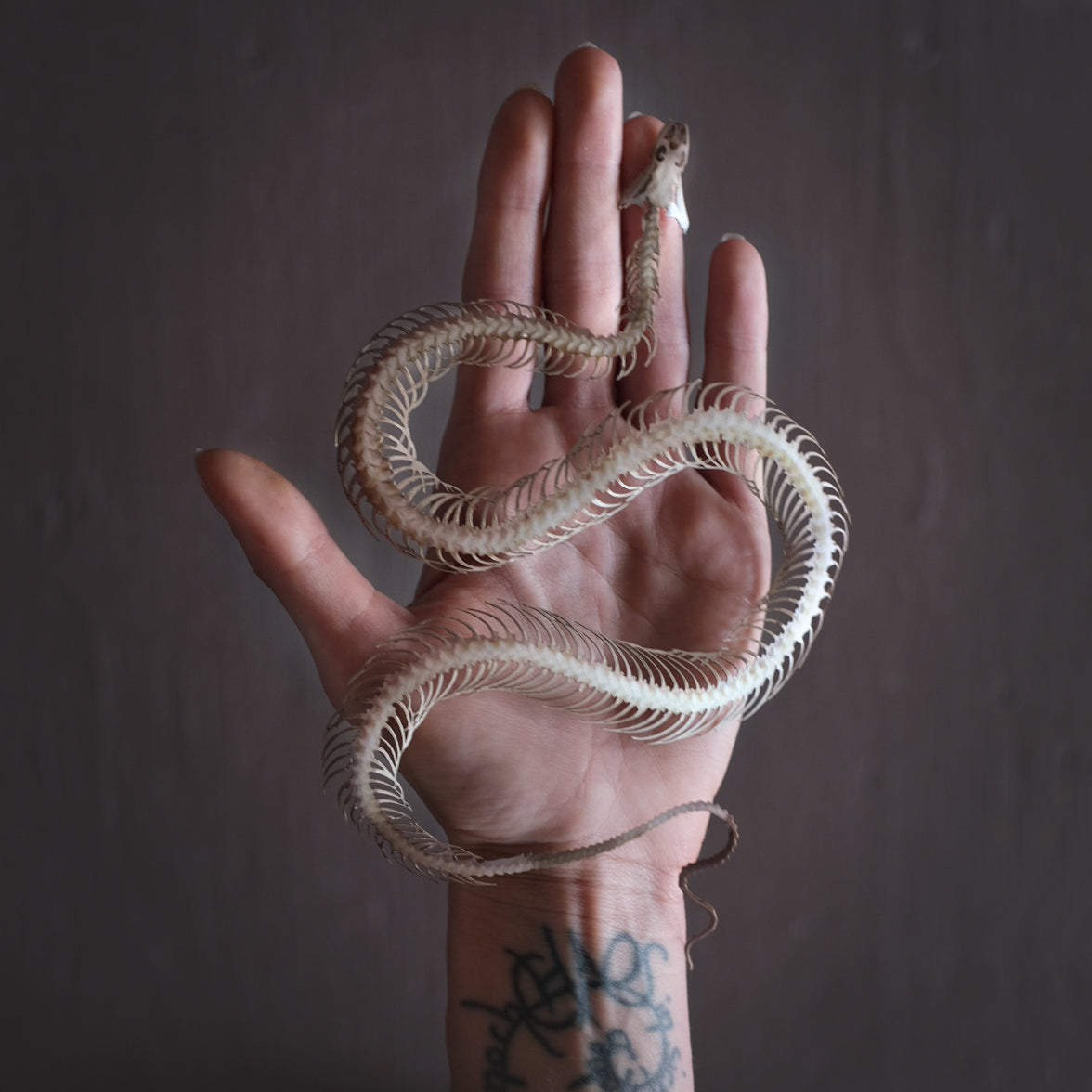 'Temptress' Snake Skeleton Artist Wholesale