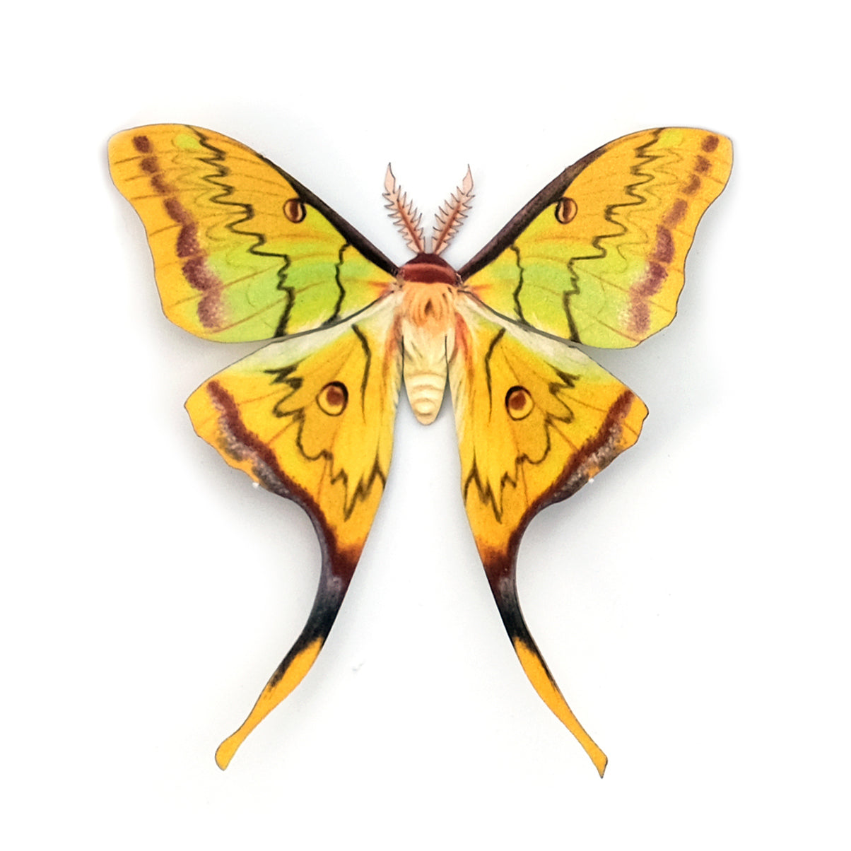 'South China Moon' Moth