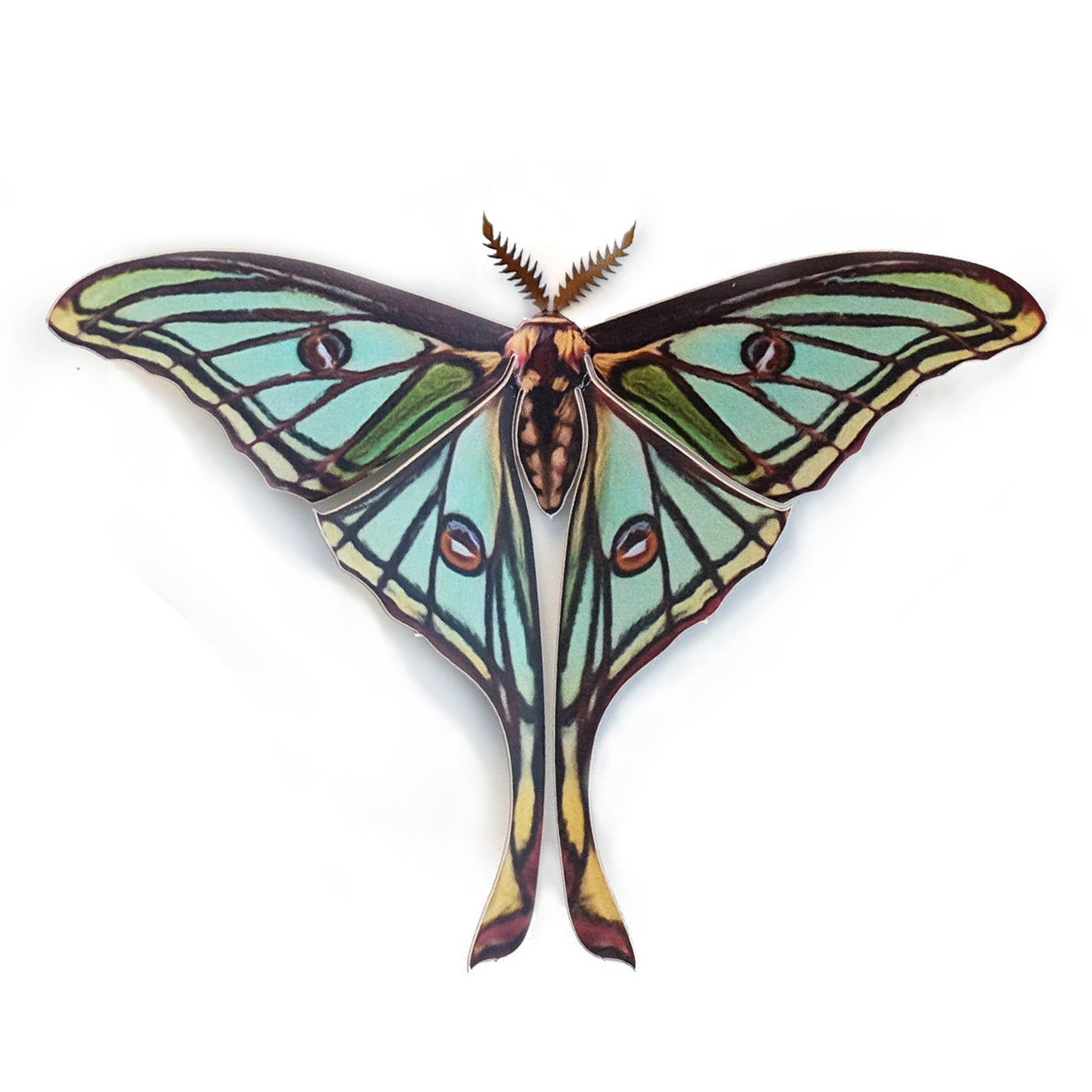 'Spanish Moon' Moth