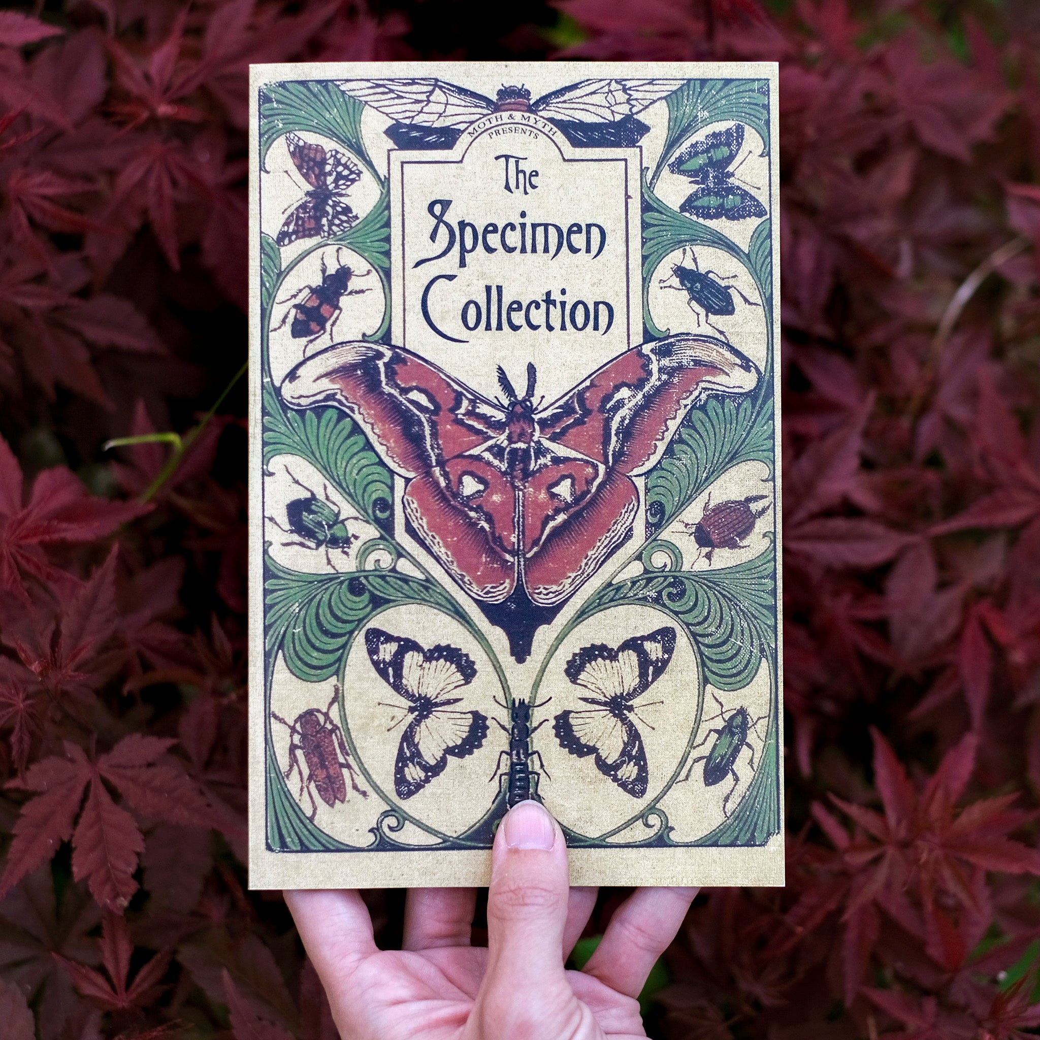 Paper Moth 19-Piece Set 'The Specimen Collection' - Moth & Myth