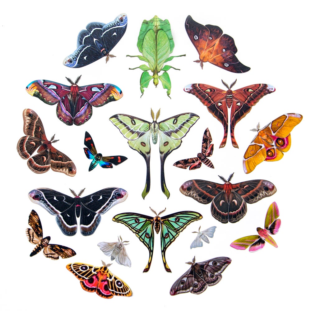 The Specimen Collection II