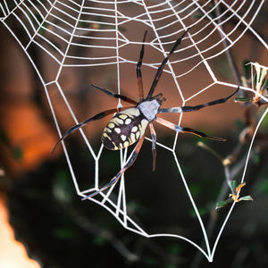 Halloween 'Weaver' Spiderweb & Spider Set Reseller Wholesale