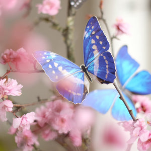 'White & Blue Morpho' Butterfly
