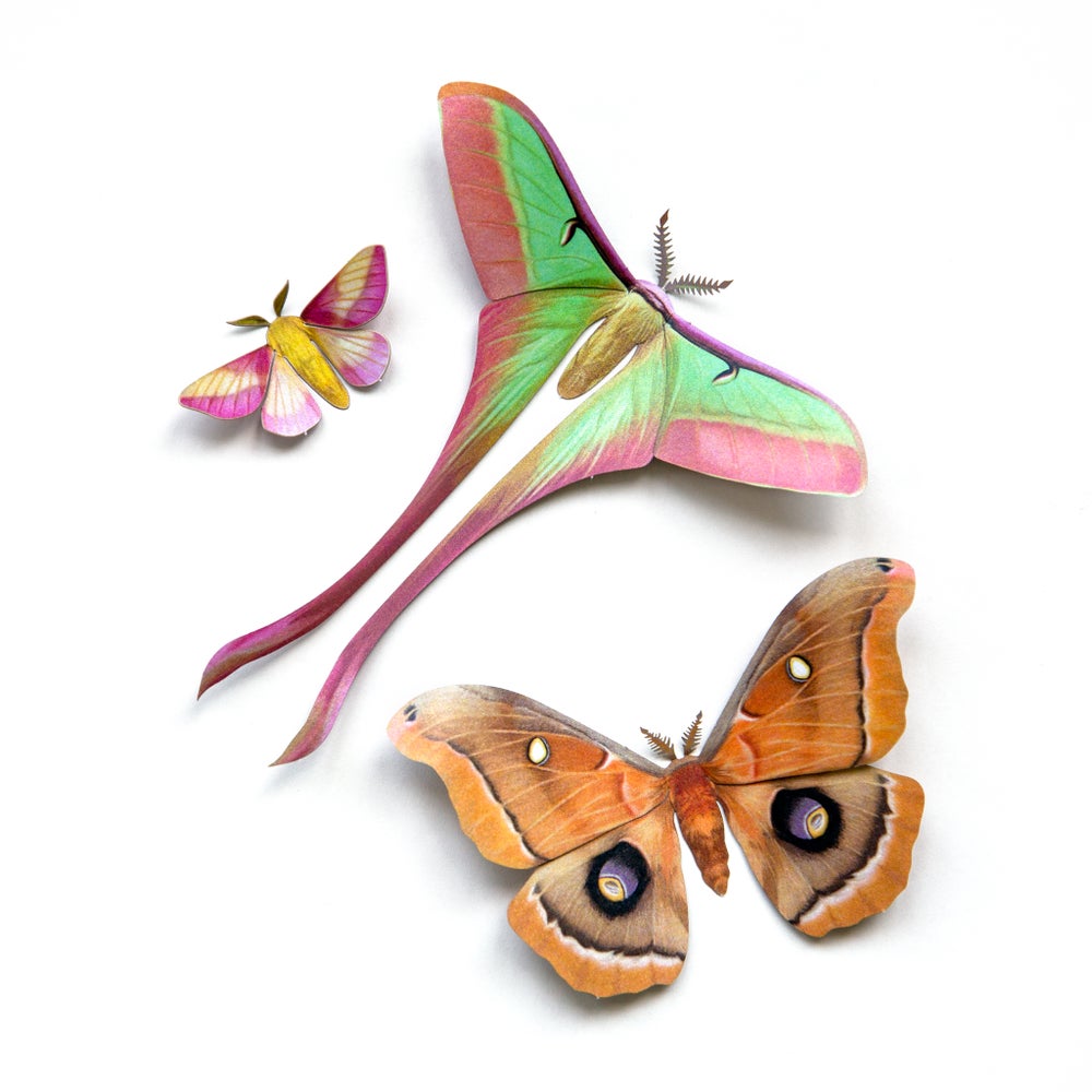 ‘Summer’ Chinese Moon Moth Set