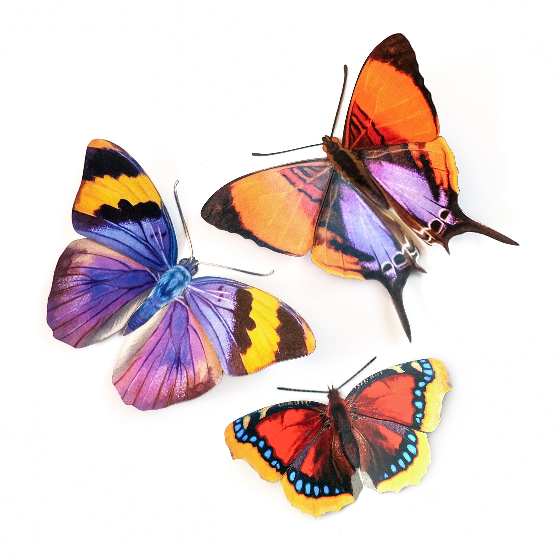 Individual Butterfly Sets - Moth & Myth