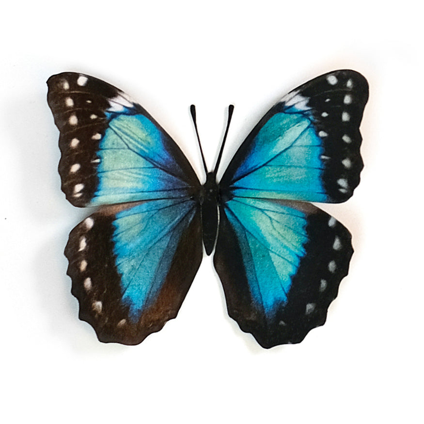 'Teal and Black Morpho' Butterfly