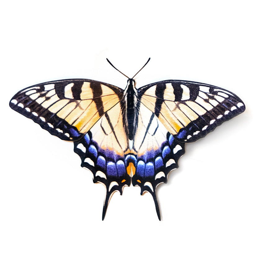 'Tiger Swallowtail' Butterfly