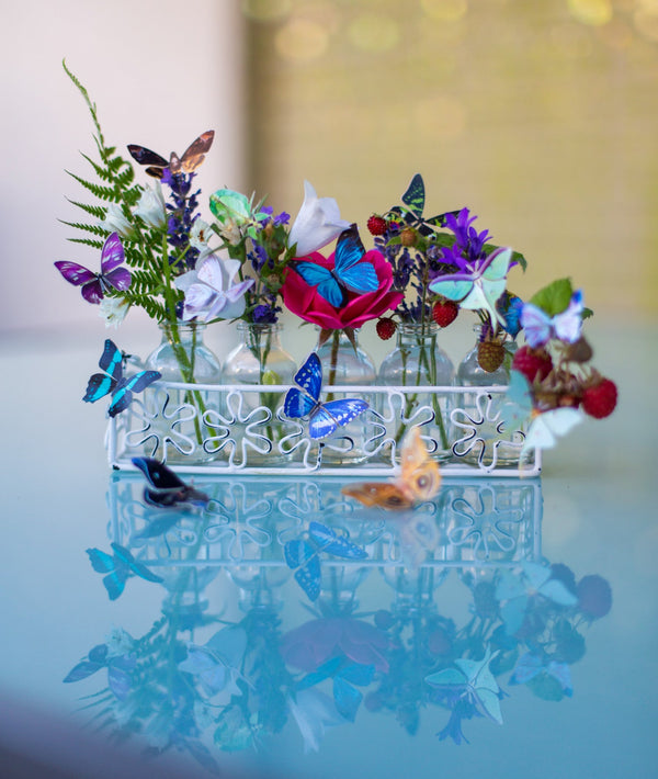 'Mini Pearl Morpho' Butterfly - Moth & Myth