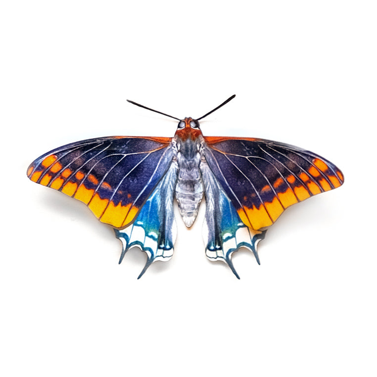 'Two-Tailed Pasha' Butterfly