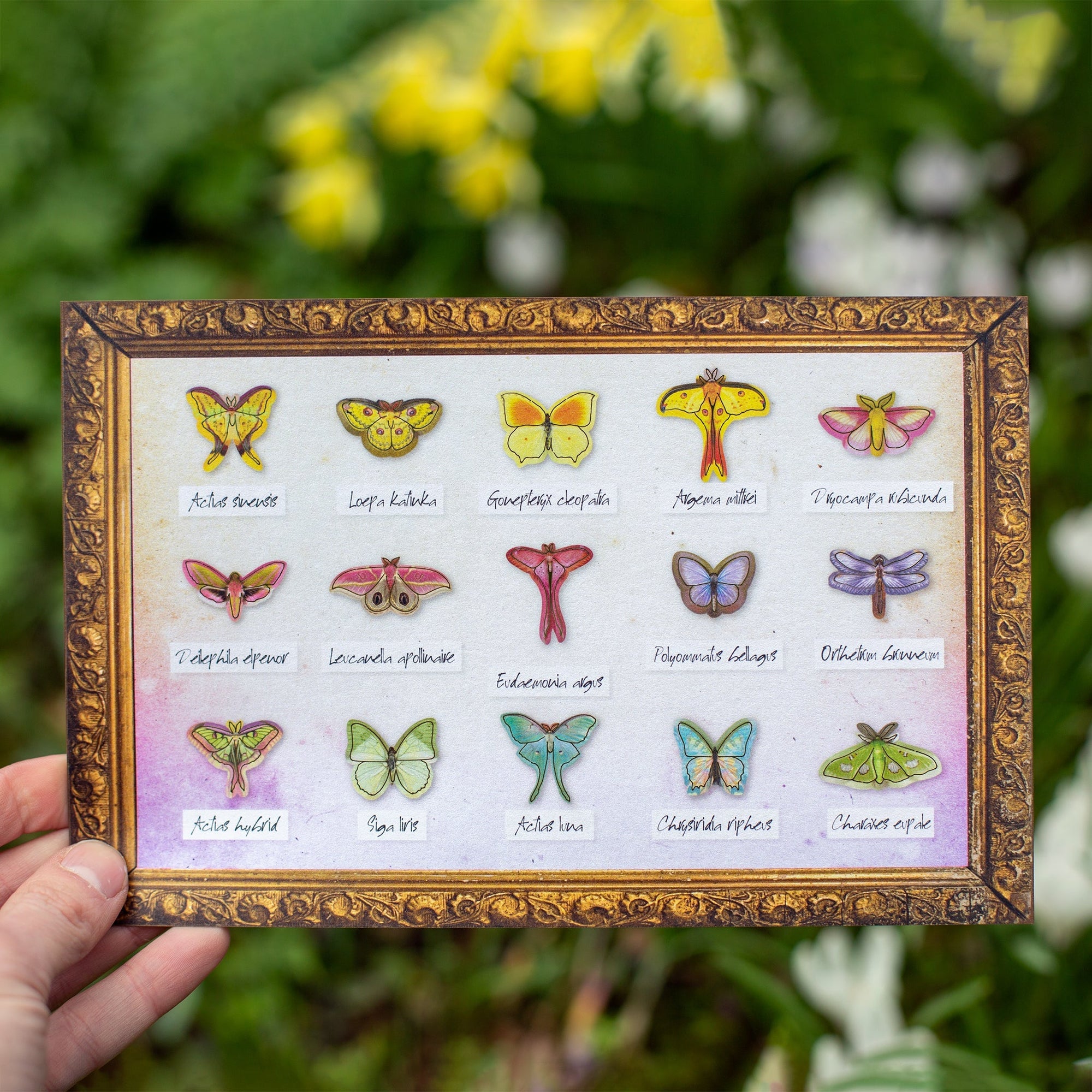 ’Utopia' Micro Moth & Butterfly Collection Reseller Wholesale