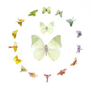 ’Utopia' Micro Moth & Butterfly Collection Reseller Wholesale