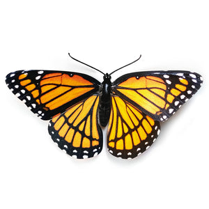'Viceroy' Butterfly