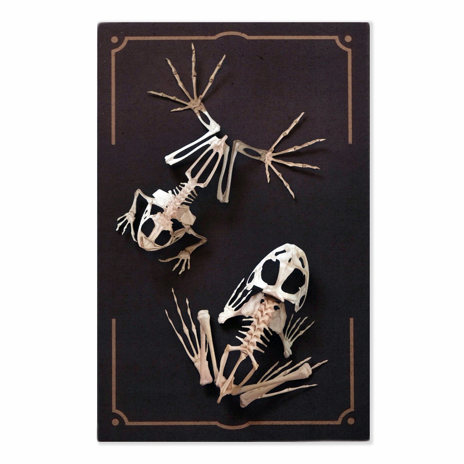 'Fen' Frog Skeleton Set Reseller Wholesale