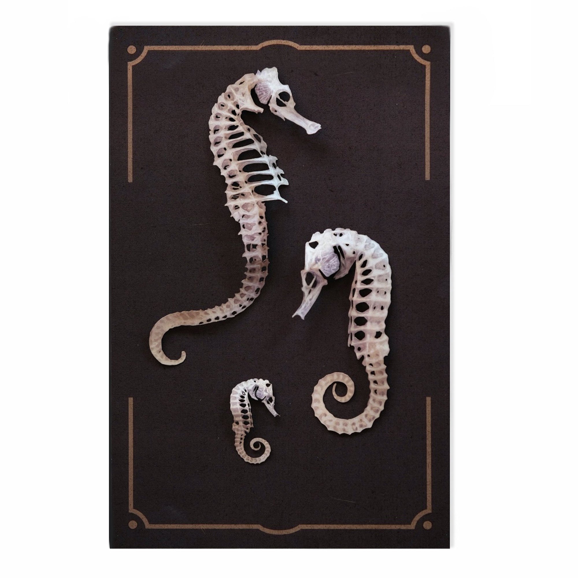 'Seafoam' Seahorse Skeleton Set Artist Wholesale