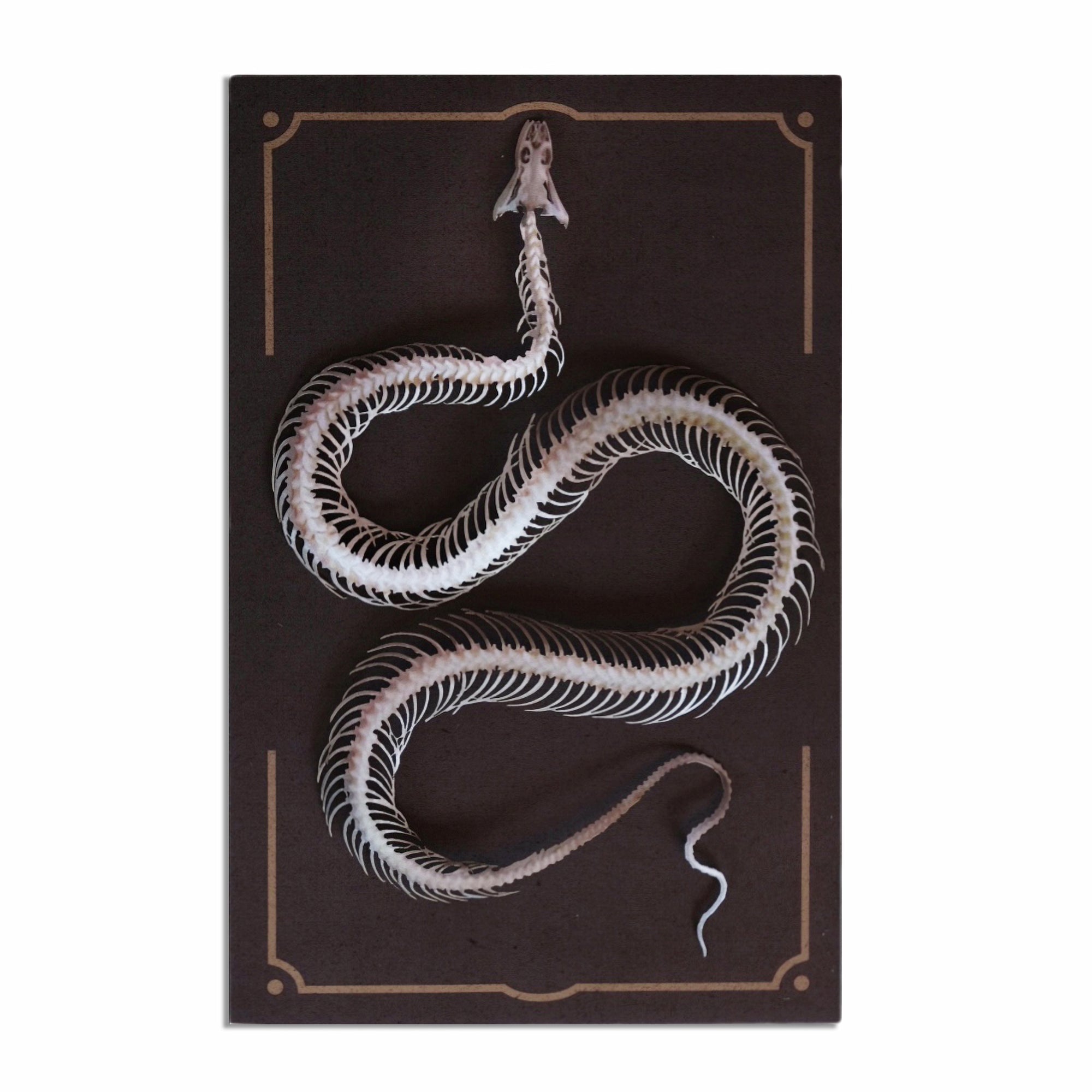 'Temptress' Snake Skeleton