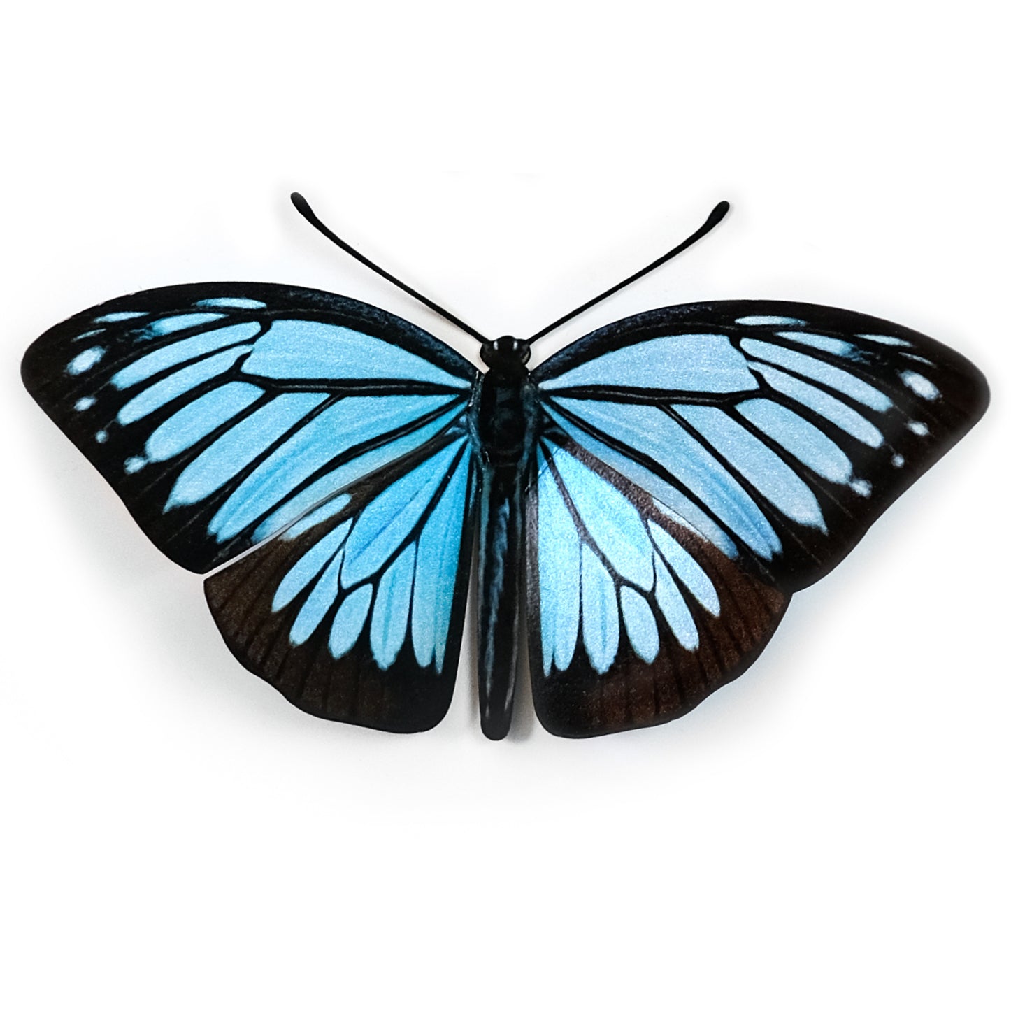 'Wanderer' Butterfly