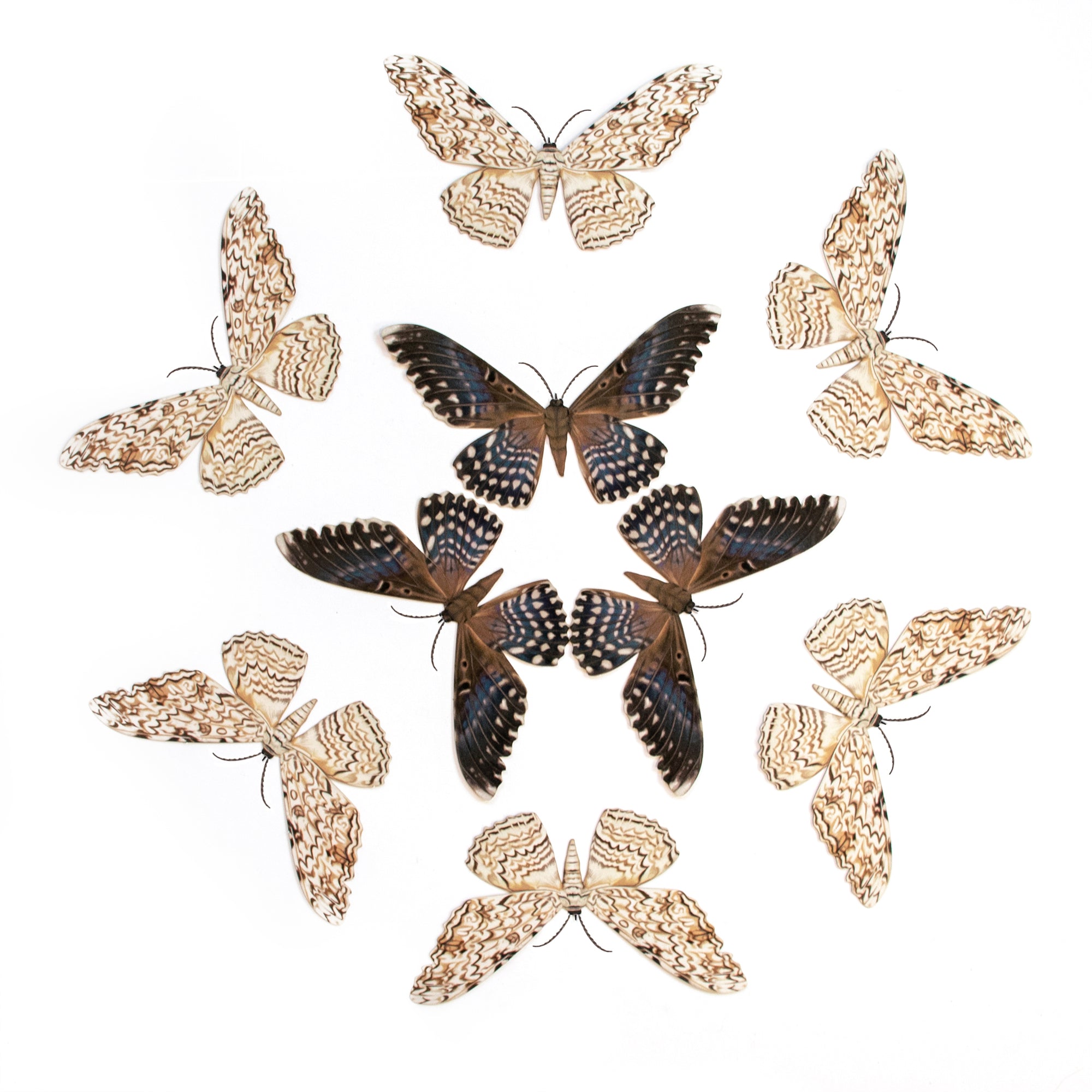 White Witch Moth Multi-Pack