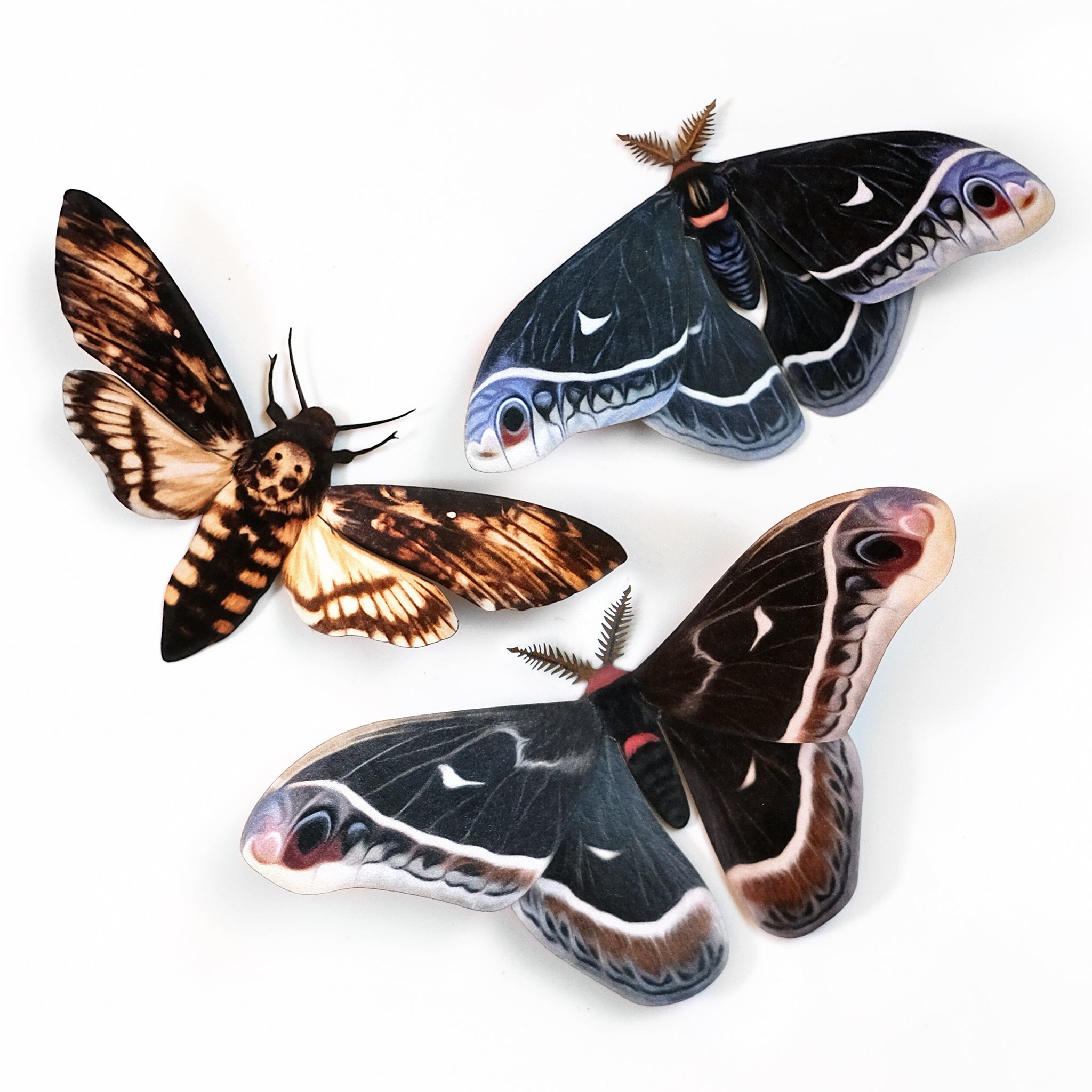 moth poth ‘Winter’ Calleta Moth Set