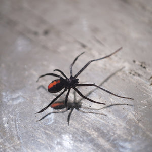 Black Widow Spider Set