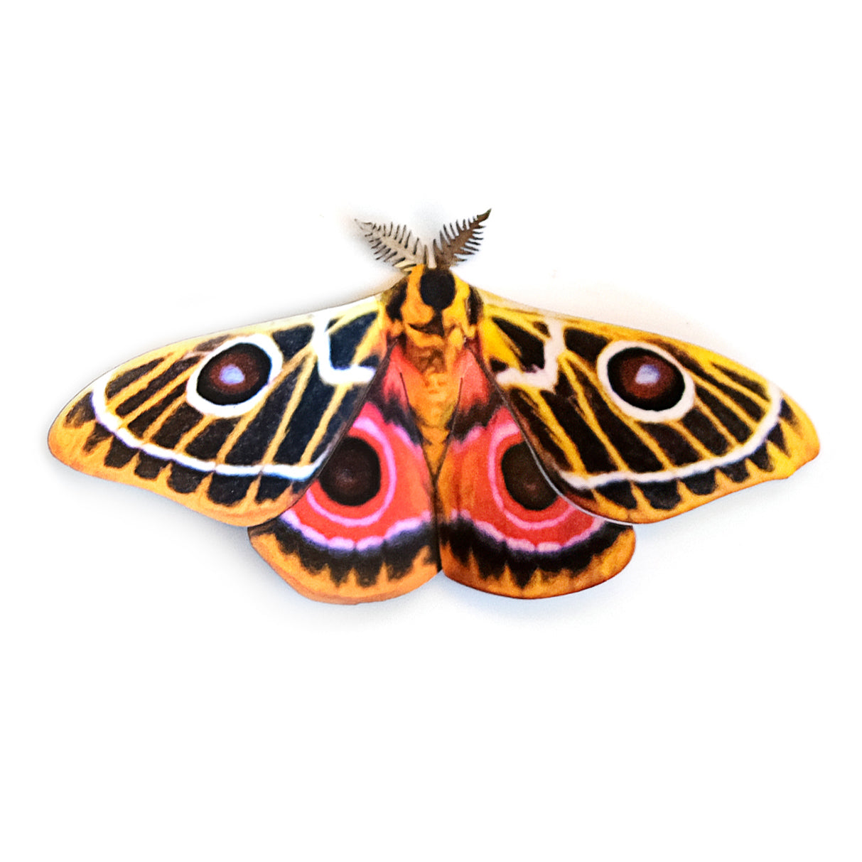 Paper Zaddachs Emperor Moth - Moth & Myth
