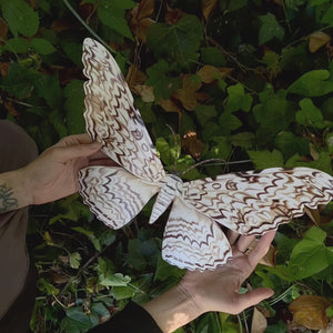 'Giant White Witch' Moth