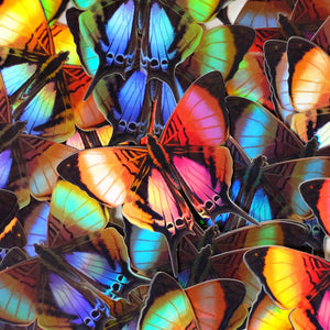 Daggerwing & Blue Buckeye Butterfly Holographic Sticker Set - Artist Discount