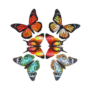 Daggerwing & Blue Buckeye Butterfly Holographic Sticker Set Reseller Wholesale