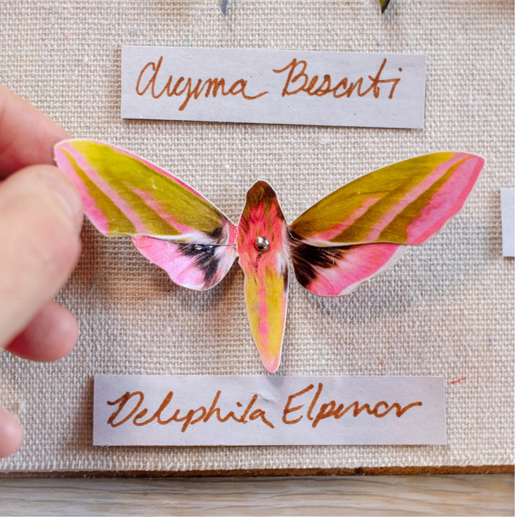 ’Amber' Atlas Moth Set