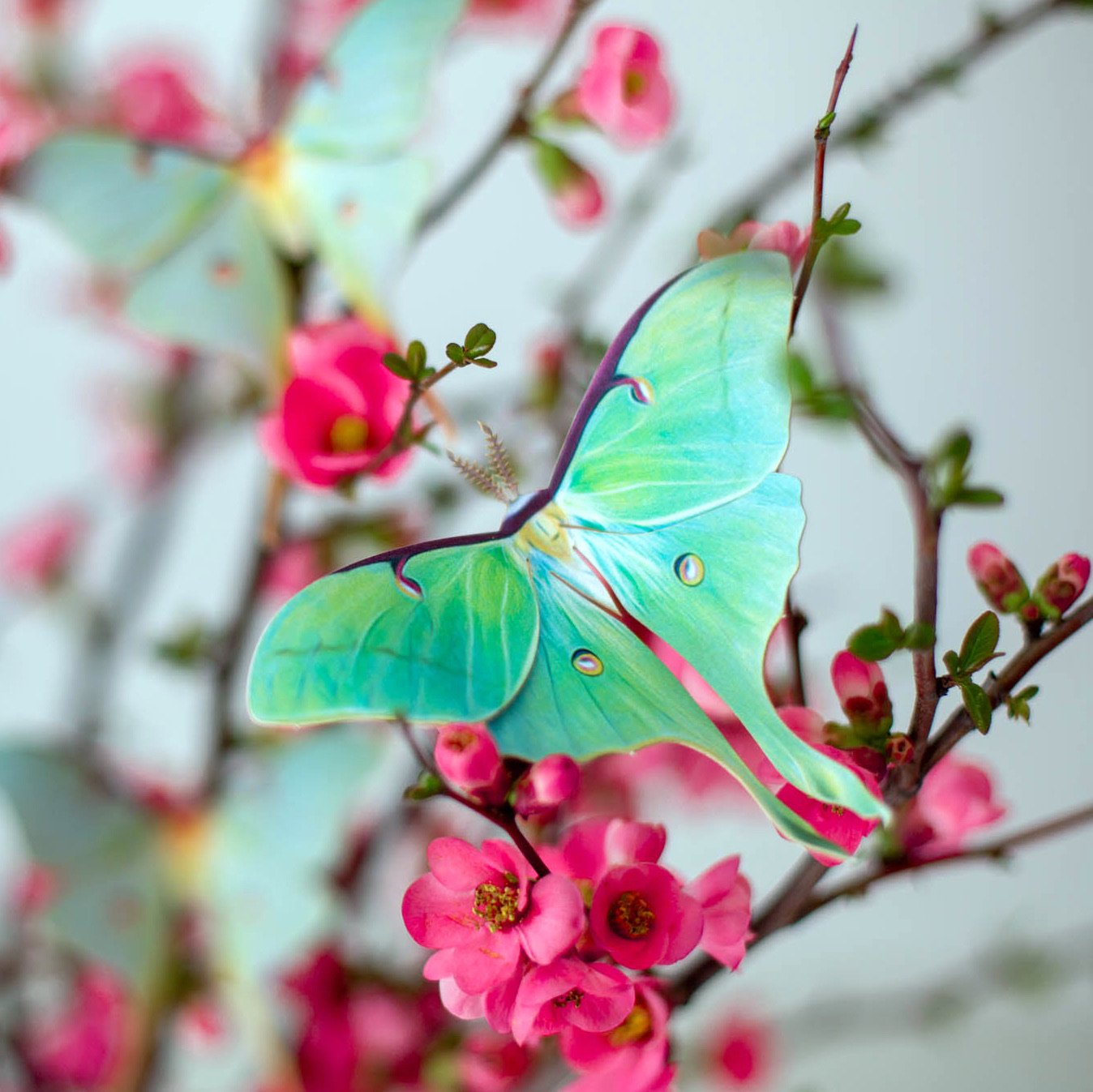‘Spring’ Luna Moth Set Artist Wholesale