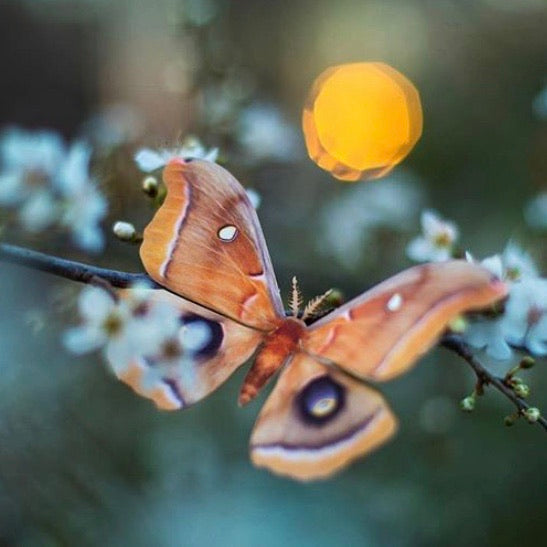 ‘Summer’ Chinese Moon Moth Set