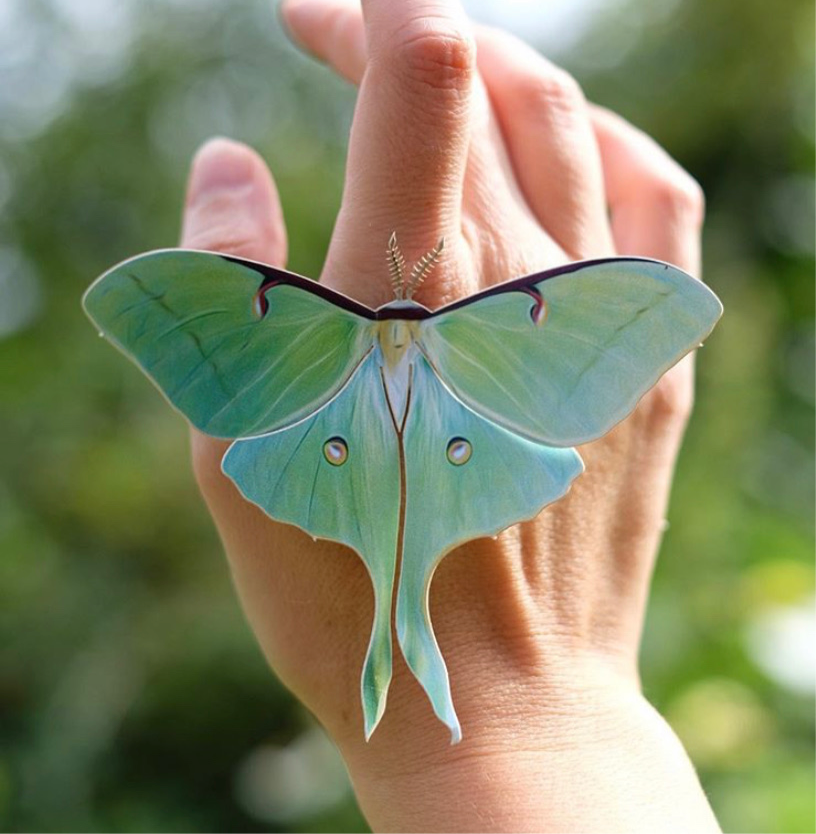 ‘Spring’ Paper Luna Moth Set