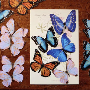 Morphos and Monarch Butterfly Set Artist Wholesale