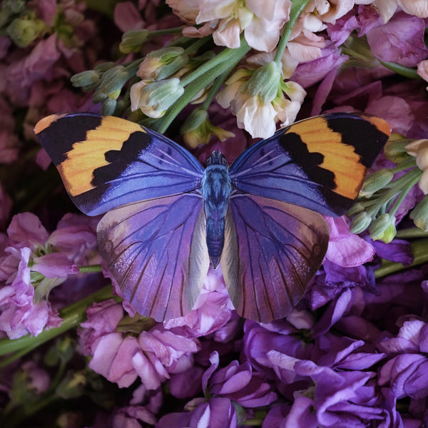 Paper Gold Banded Forester Butterfly Multi-Pack - Moth & Myth