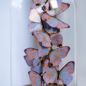 Pearl Morpho Butterfly Multi-Pack