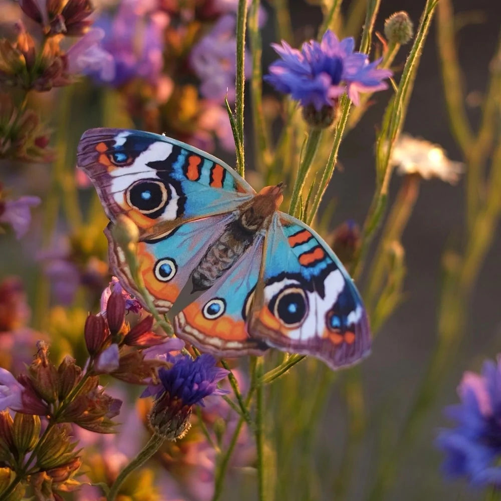 'Blue Buckeye' Butterfly